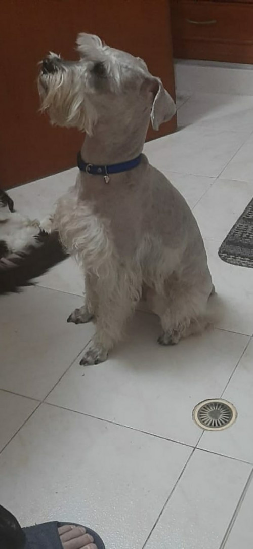 Toby