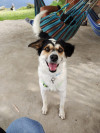 Foto de Lassie en Tunja Boyacá #4