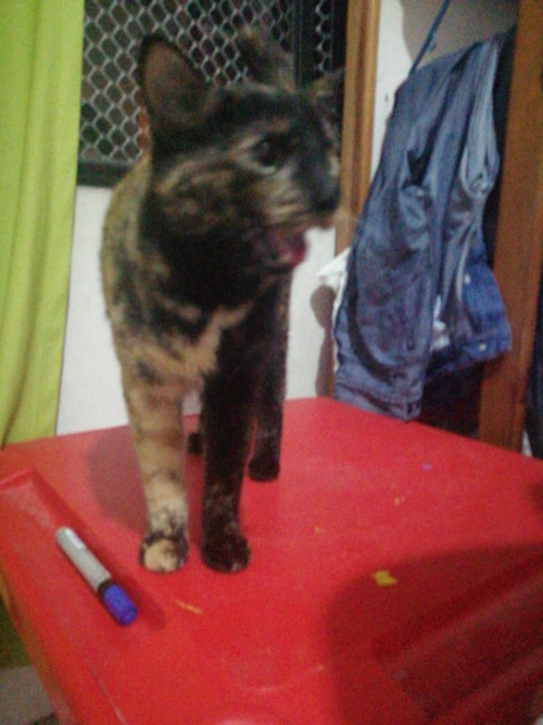  Lulo