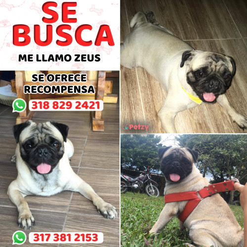 Foto de mascota Zeus