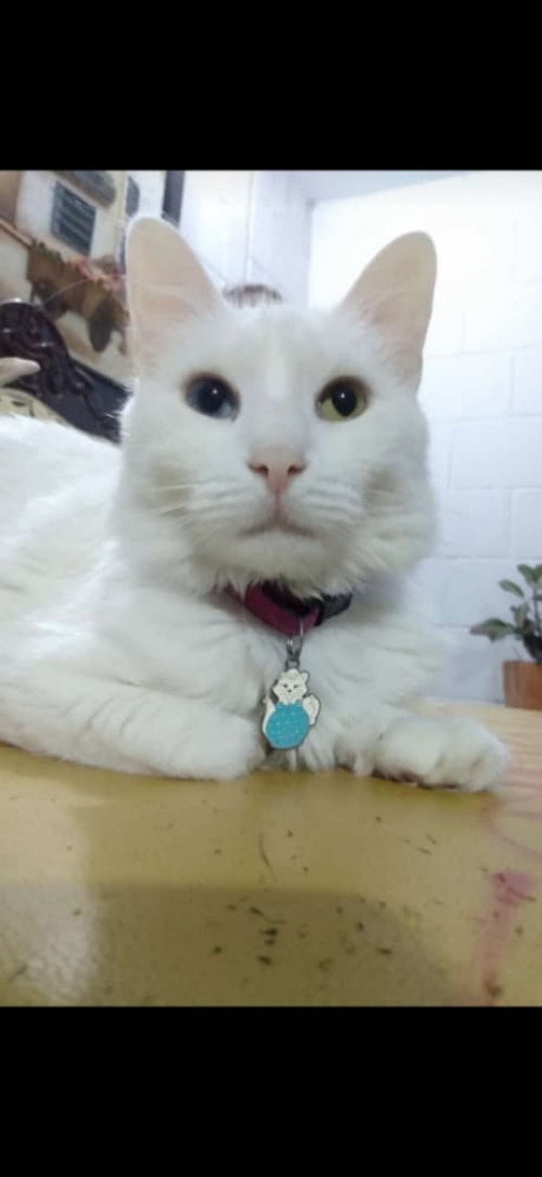 Princesa