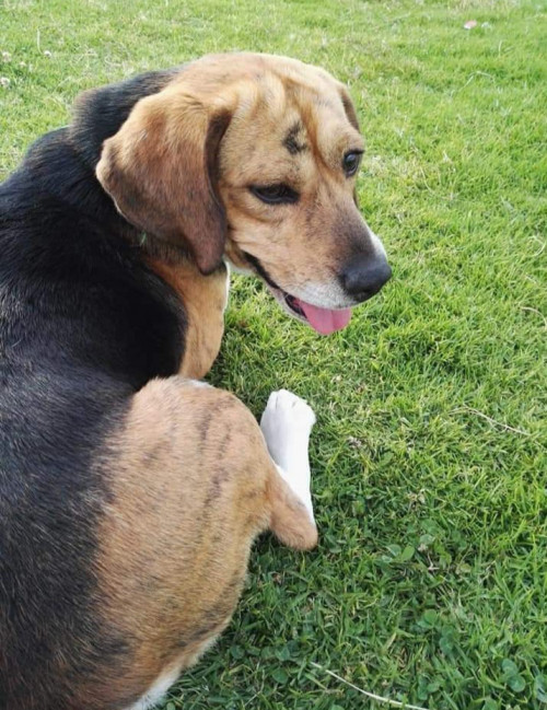 Homero