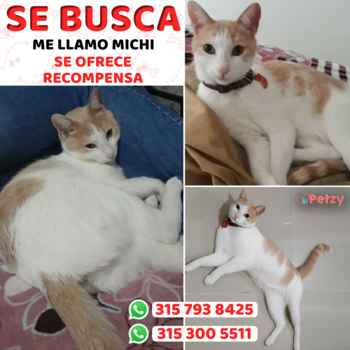 Foto de mascota Michi