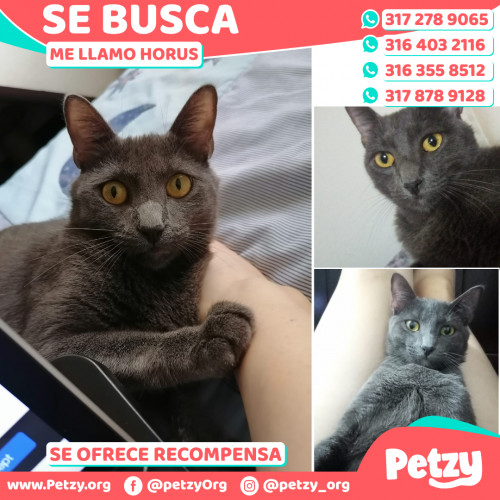 Foto de mascota Horus