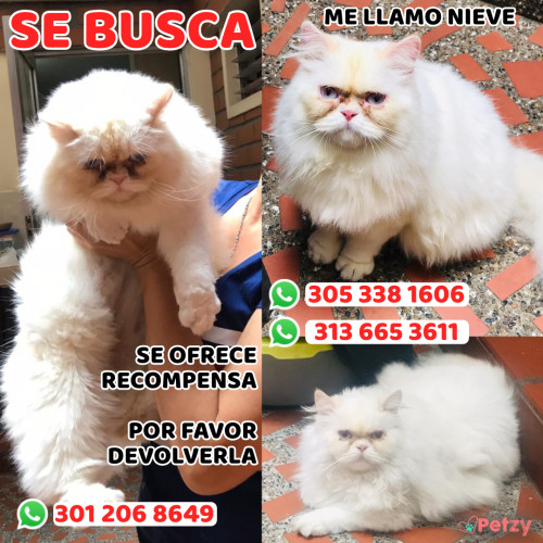 Foto de mascota Nieve