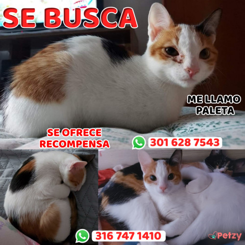 Foto de mascota Paleta