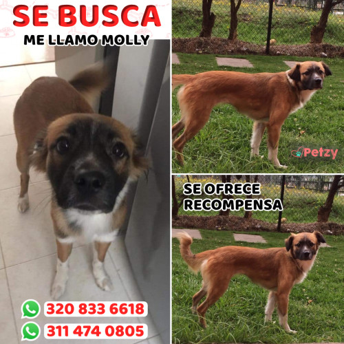 Foto de mascota Molly