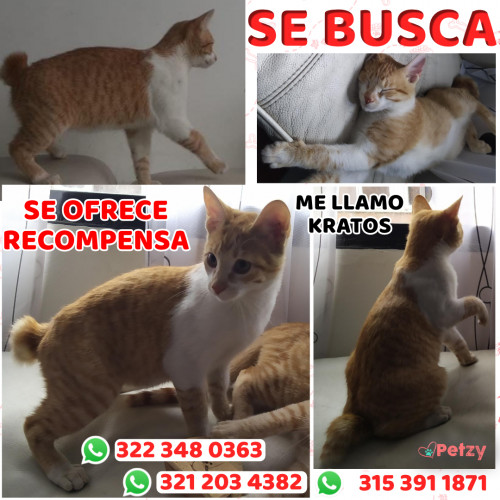 Foto de mascota Kratos