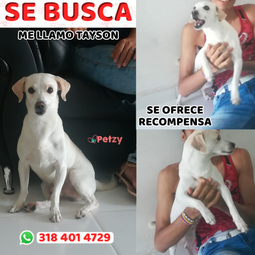 Foto de mascota Tayson 