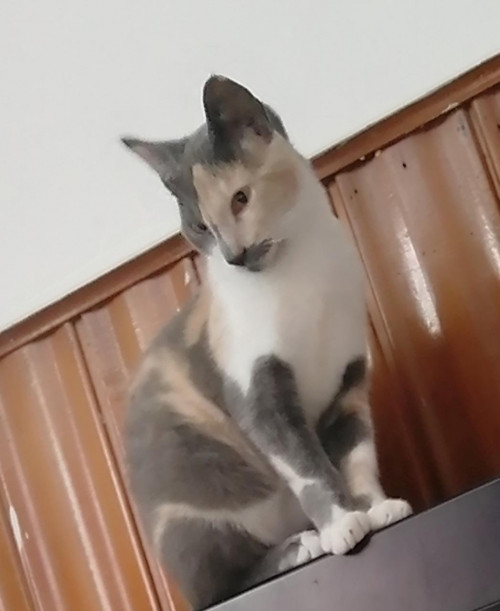 Cloe