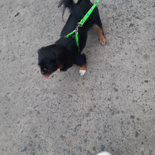 Milu