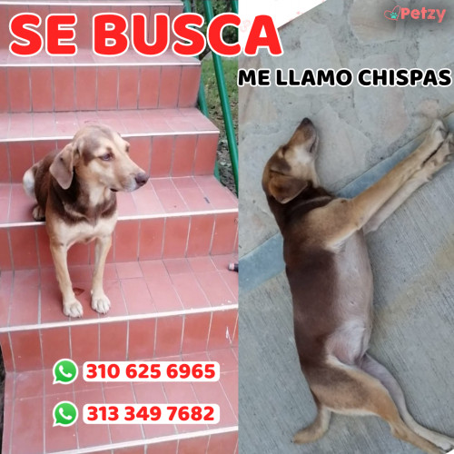 Foto de mascota Chispas