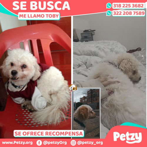 Foto de mascota Toby