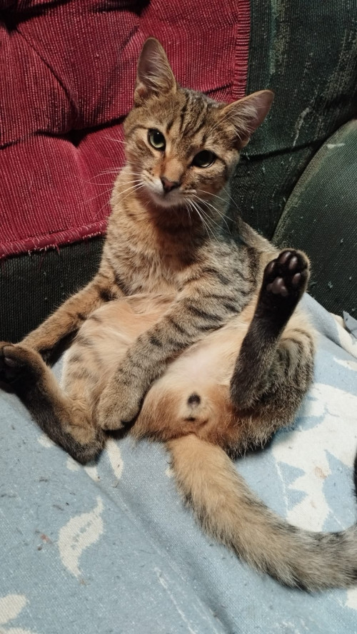 Loky