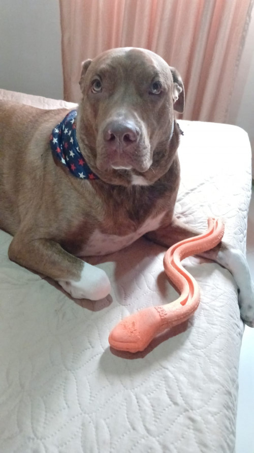Apolo