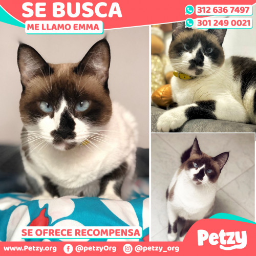 Foto de mascota Emma 