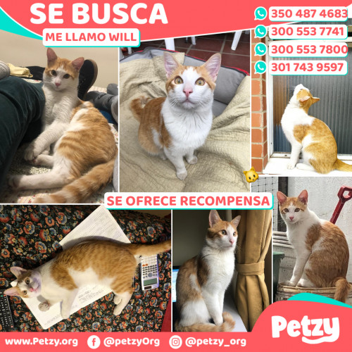 Foto de mascota Will