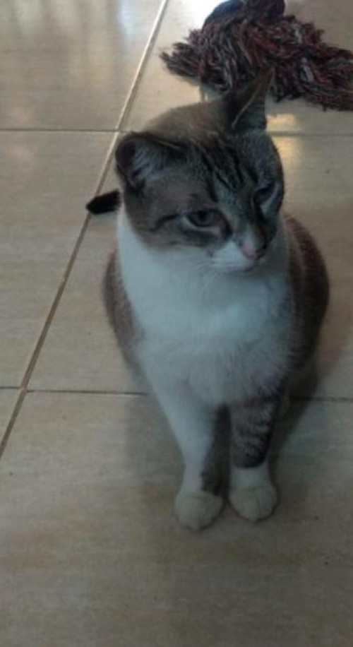 Milú