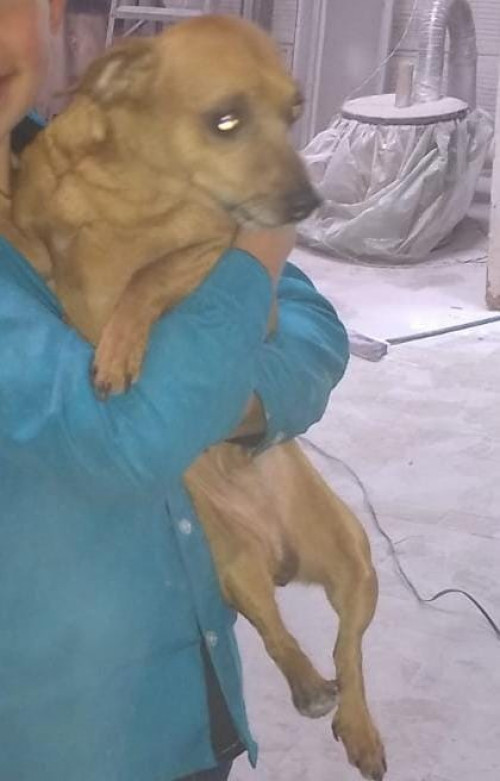Tomy