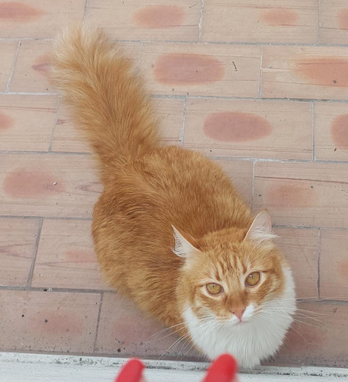 Ágata