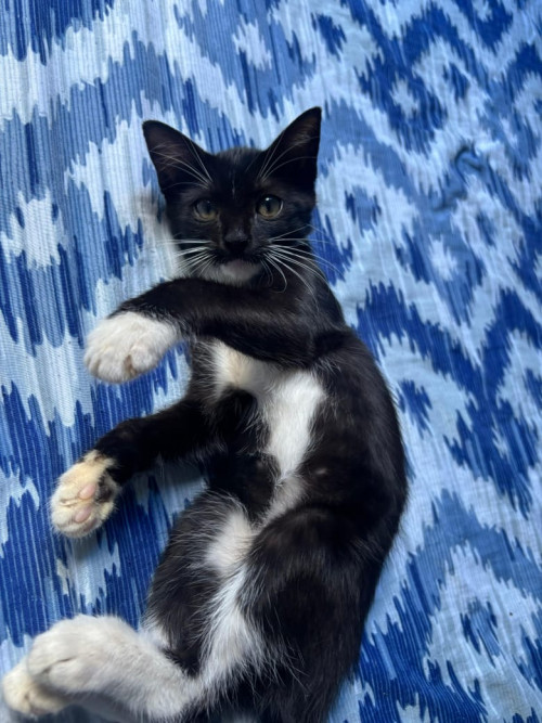 Mau