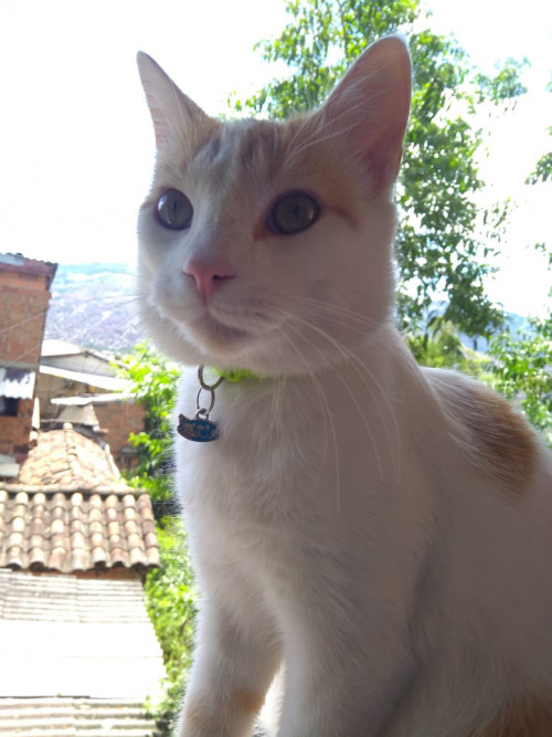 Milu