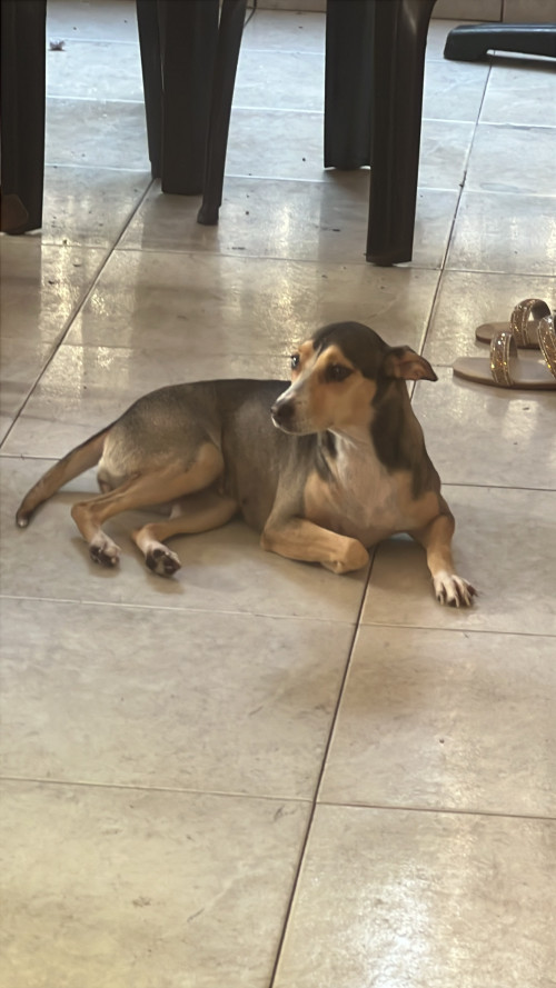 Milu