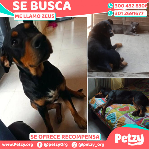 Foto de mascota Zeus