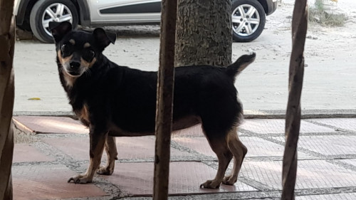 Princesa