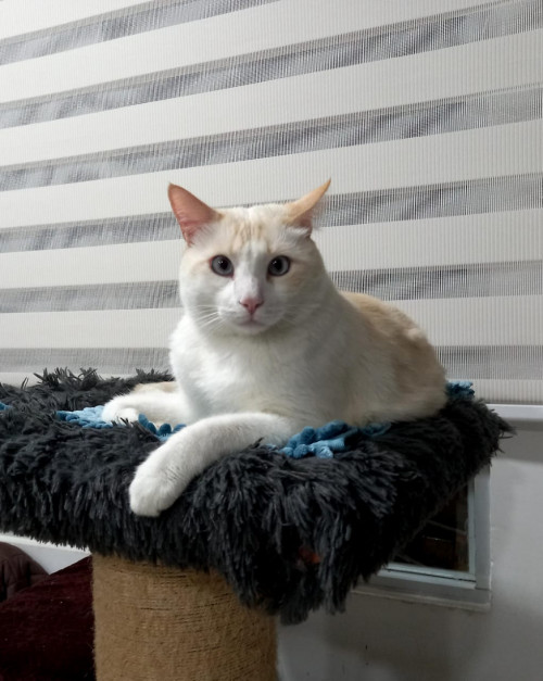 Kiro