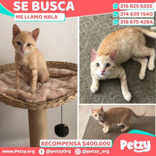 Foto de mascota Nala