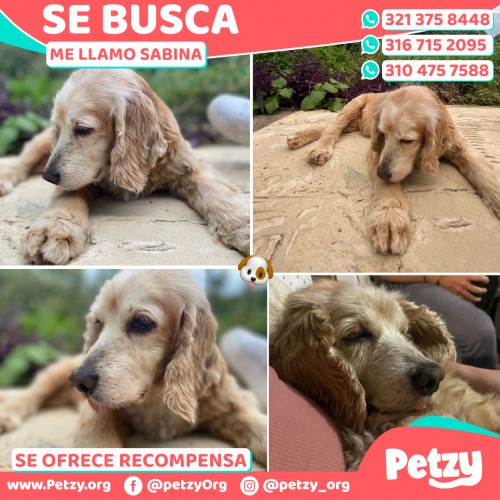 Foto de mascota Sabina