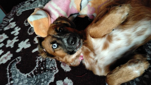 Lola
