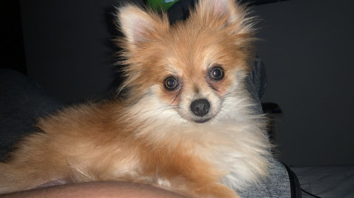 Almendra 