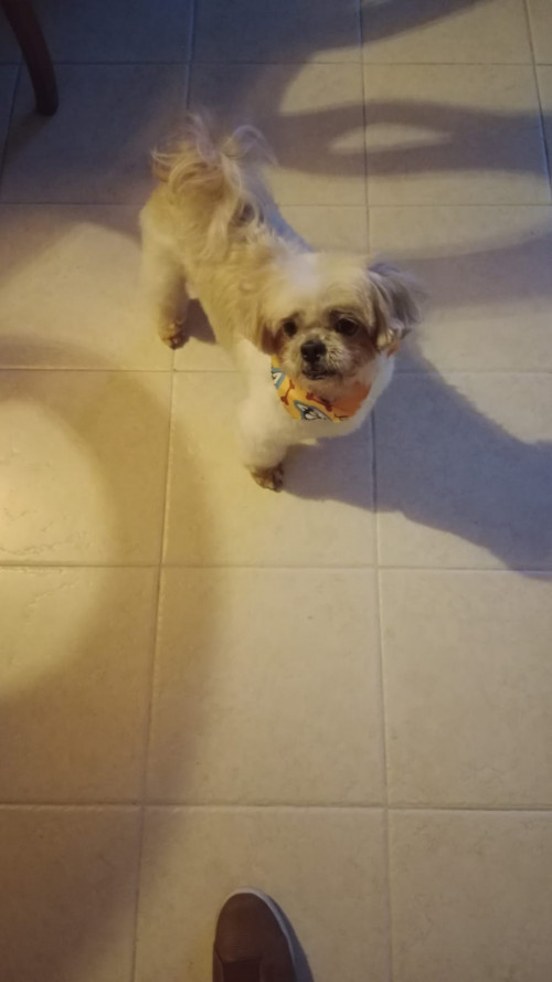 Simon