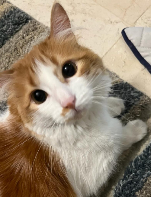 Ginger