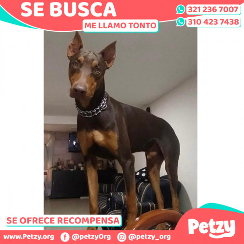 Foto de mascota Tonto