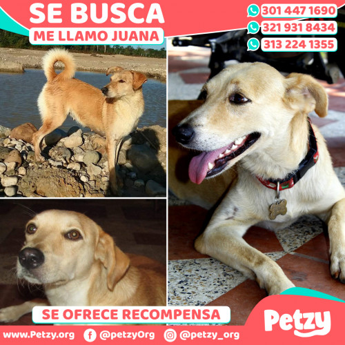 Foto de mascota Juana