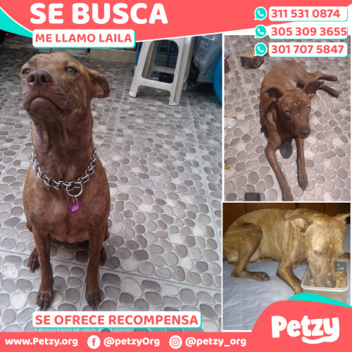 Foto de mascota Laila