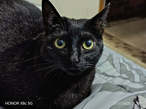 Nala