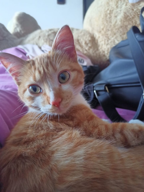 Kira