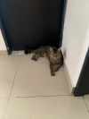Foto de Titi en Barranquilla Atlántico #1