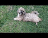 Foto de Doggy en San Agustín Huila #1