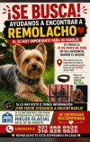 Foto de Remolacho en Villavicencio Meta #7