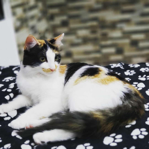 Lia