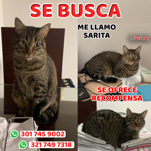 Foto de mascota Sarita