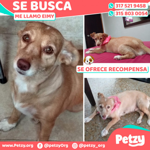 Foto de mascota Eimy