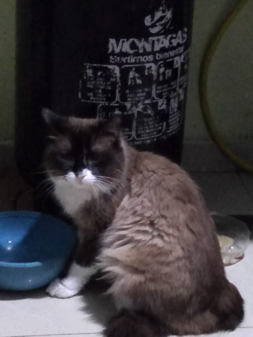Rafael