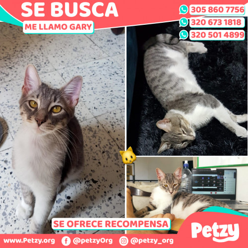 Foto de mascota Gary