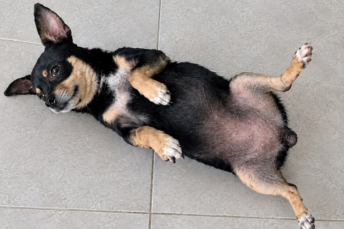 Zimba